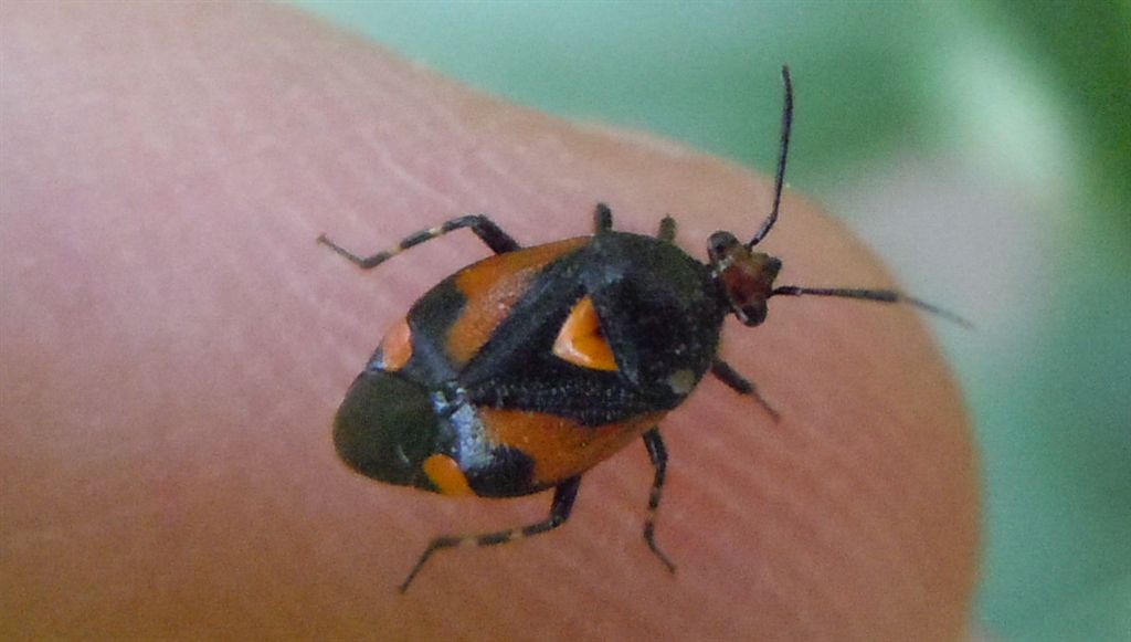 Miridae: Deraeocoris schach della Campania (NA)